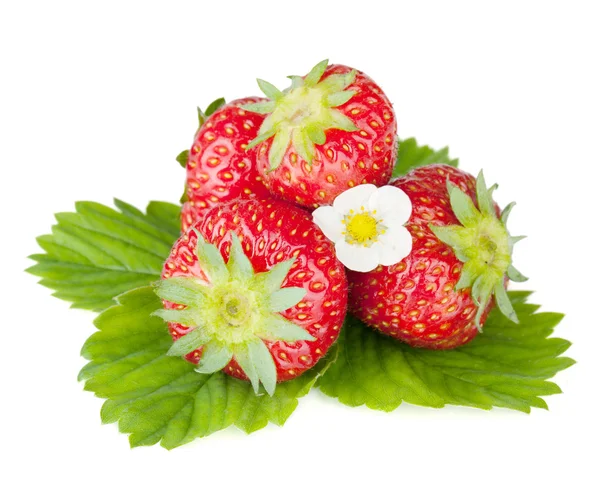 Four strawberry fruits with green leaves and flowers — Stock Photo, Image