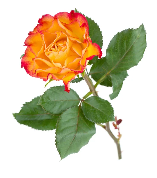 Πορτοκαλί λουλούδι τριαντάφυλλο — Φωτογραφία Αρχείου