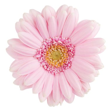 pembe gerbera çiçek