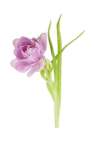 Růžová Tulipán — Stock fotografie