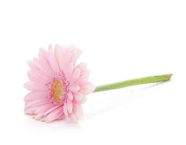 ピンクのガーベラの花に横たわって — ストック写真