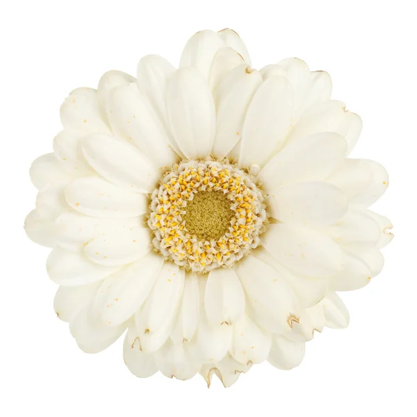 Белый цветок герберы — стоковое фото