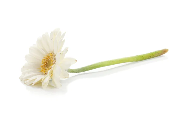 Liegende weiße Gerbera-Blume — Stockfoto