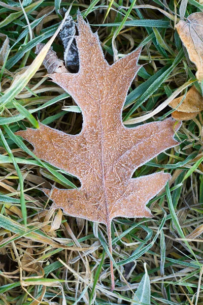 stock image Frosty fallen leaf