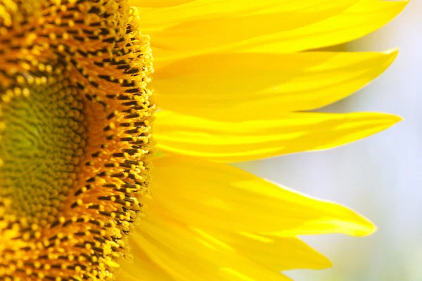 stock image Bee on a beautiful sunflower