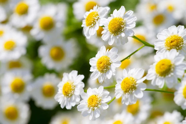 Beautiful sunny chamomile flowers close-up — Stock Photo, Image