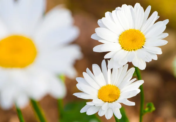 Lindas flores de camomila ensolaradas close-up — Fotografia de Stock