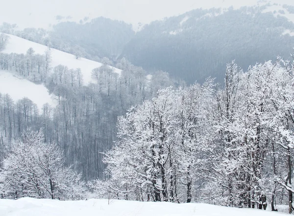 Sneeuw bedekt vestigingen in winter forest — Stockfoto