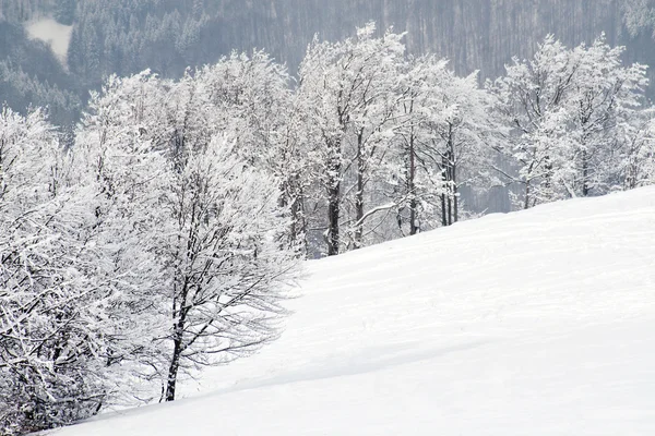 Hóval borított ágai a téli erdő — Stock Fotó