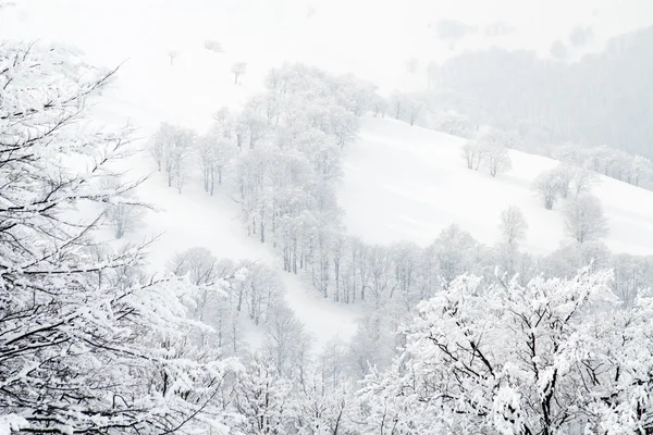 Ветви в зимнем лесу покрыты снегом — стоковое фото