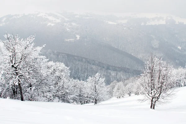 Sneeuw bedekt vestigingen in winter forest — Stockfoto