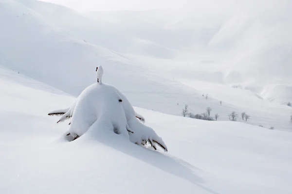 雪覆われた山地のモミの木 — ストック写真