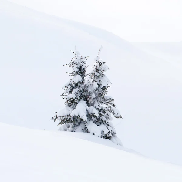 Sneeuw overdekte fir tree in Bergen — Stockfoto