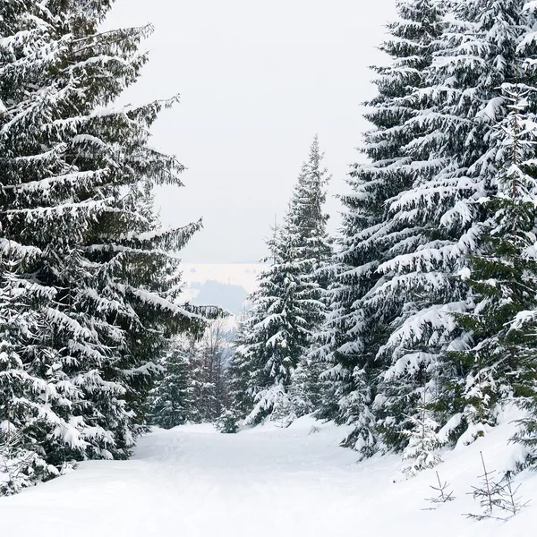 Snowy winter forest with path — Stock Photo, Image