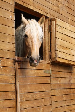 Horse in the stable clipart