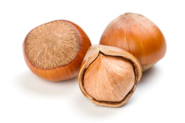 Filbert nut