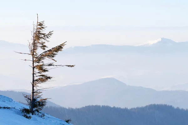 Покрытые снегом ели в горах — стоковое фото