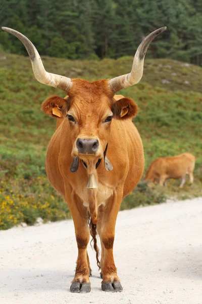 stock image Portuguese mountain longhorn cattle