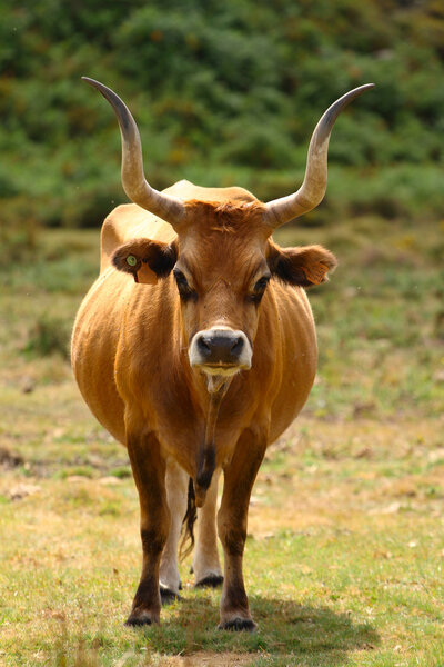 Portuguese mountain longhorn cattle
