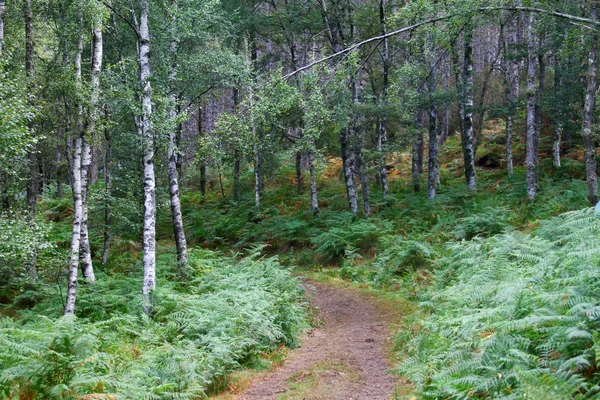 Sentiero attraverso la bellissima foresta estiva — Foto Stock