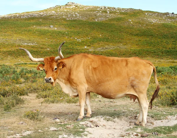 stock image Portuguese mountain longhorn cattle