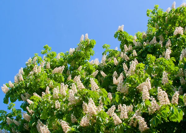 Wiosna kwiatów kwitnących kasztanów — Zdjęcie stockowe