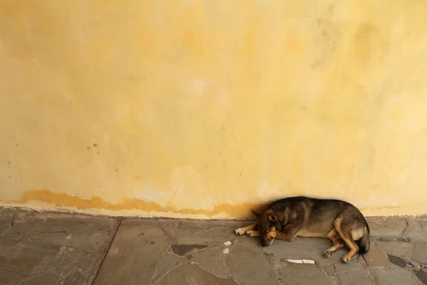 Obdachloser Hund — Stockfoto