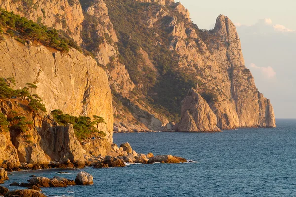 stock image Coastline with pine trees (