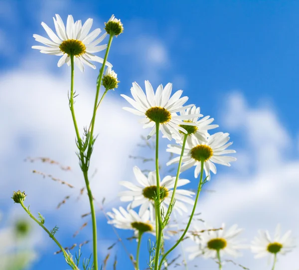Beautiful sunny chamomile flowers against blue sky — Stock Photo, Image