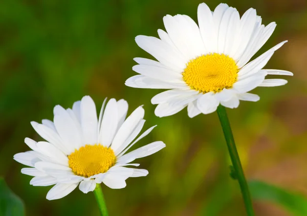 Piękne słoneczne kwiaty rumianku zbliżenie — Zdjęcie stockowe