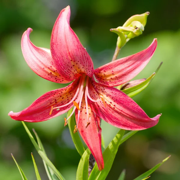 Beautiful red hemerocallis flower — Stock Photo, Image