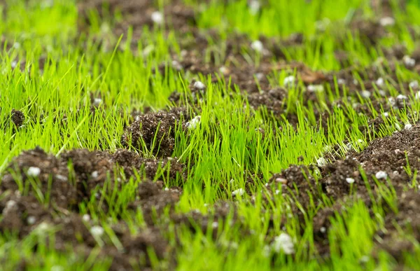 年轻新鲜绿草在土壤中的特写 — 图库照片