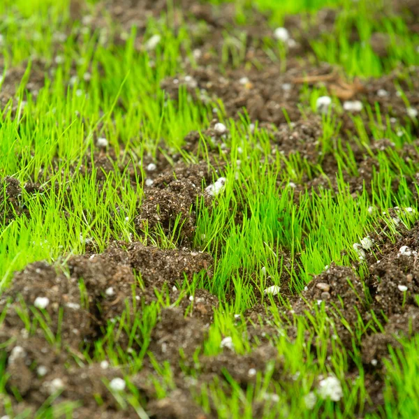 Närbild av unga färskt grönt gräs i marken — Stockfoto