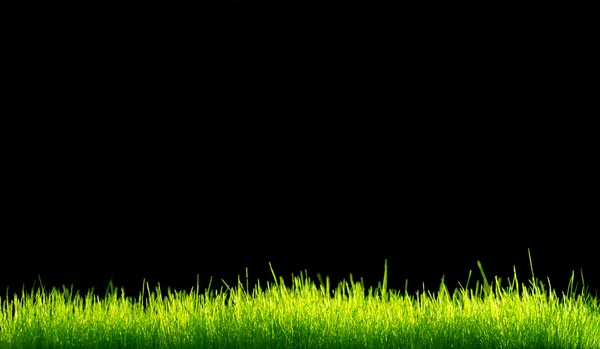 Zöld élénk fű alatt fekete háttér — Stock Fotó