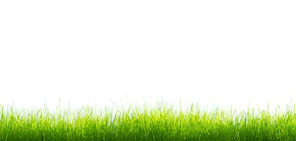 Zöld élénk fű alatt fehér háttér — Stock Fotó