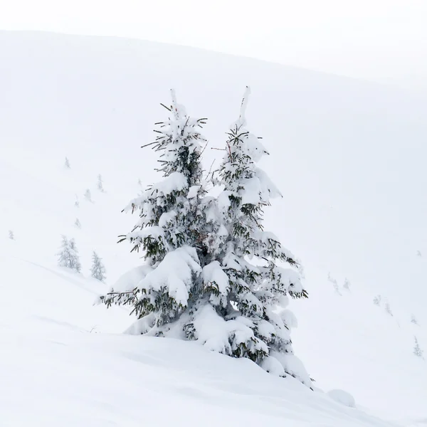 Sneeuw overdekte sparren in Bergen — Stockfoto