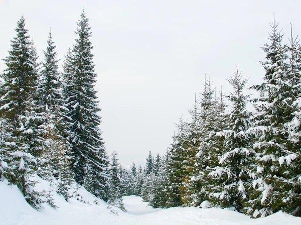 Sapins couverts de neige dans les montagnes — Photo