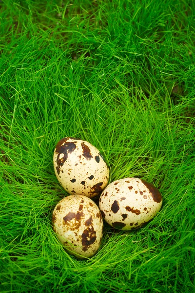 Easter quail eggs in the grass — Stock Photo, Image