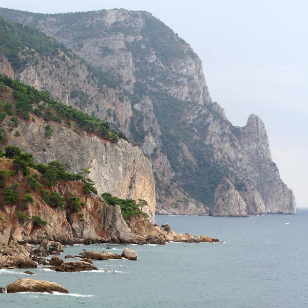 stock image Coastline with pine trees (