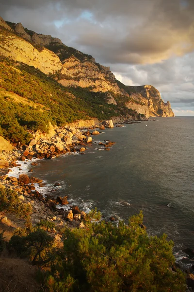 stock image Coastline with pine trees (