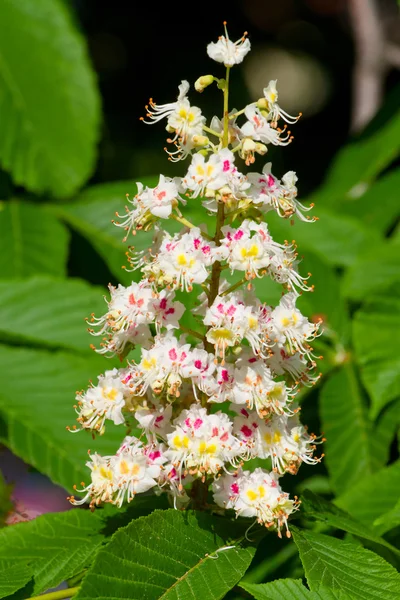 stock image Spring blossoming chestnut flowers