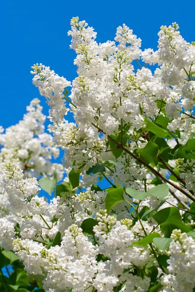 Ramo verde com flores lilás primavera closeup — Fotografia de Stock
