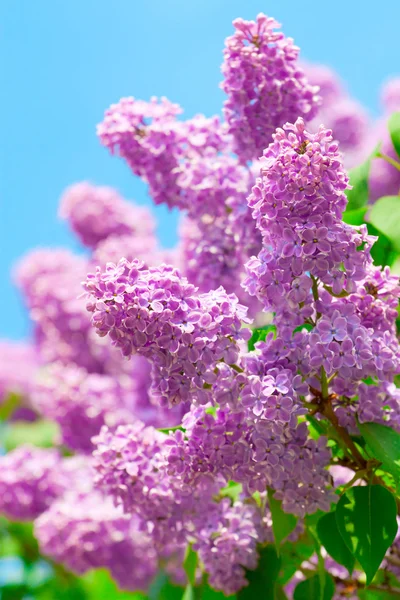 Зеленая ветка с весенними лиловыми цветами — стоковое фото