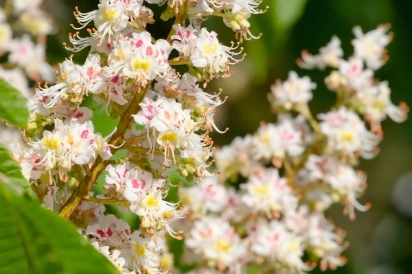 Flores de castanha florescentes de primavera — Fotografia de Stock
