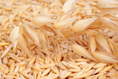 Oat seeds and oat ears