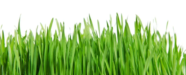 白地に緑の草を隔てる — ストック写真