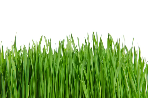 Isolerat grönt gräs på vit bakgrund — Stockfoto