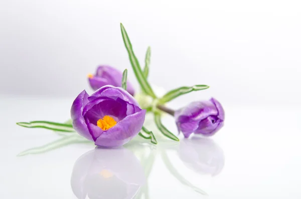Gyönyörű lila crocus — Stock Fotó