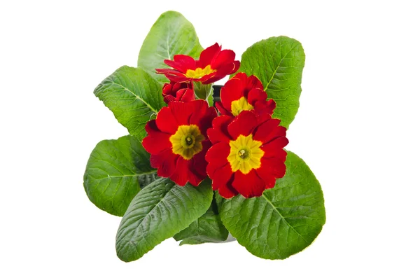 Primula rossa, isolata su bianco — Foto Stock