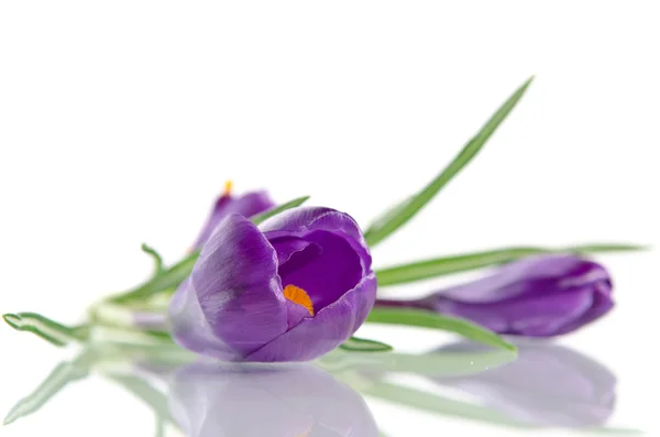 Schöne violette Krokusse isoliert auf weiß — Stockfoto